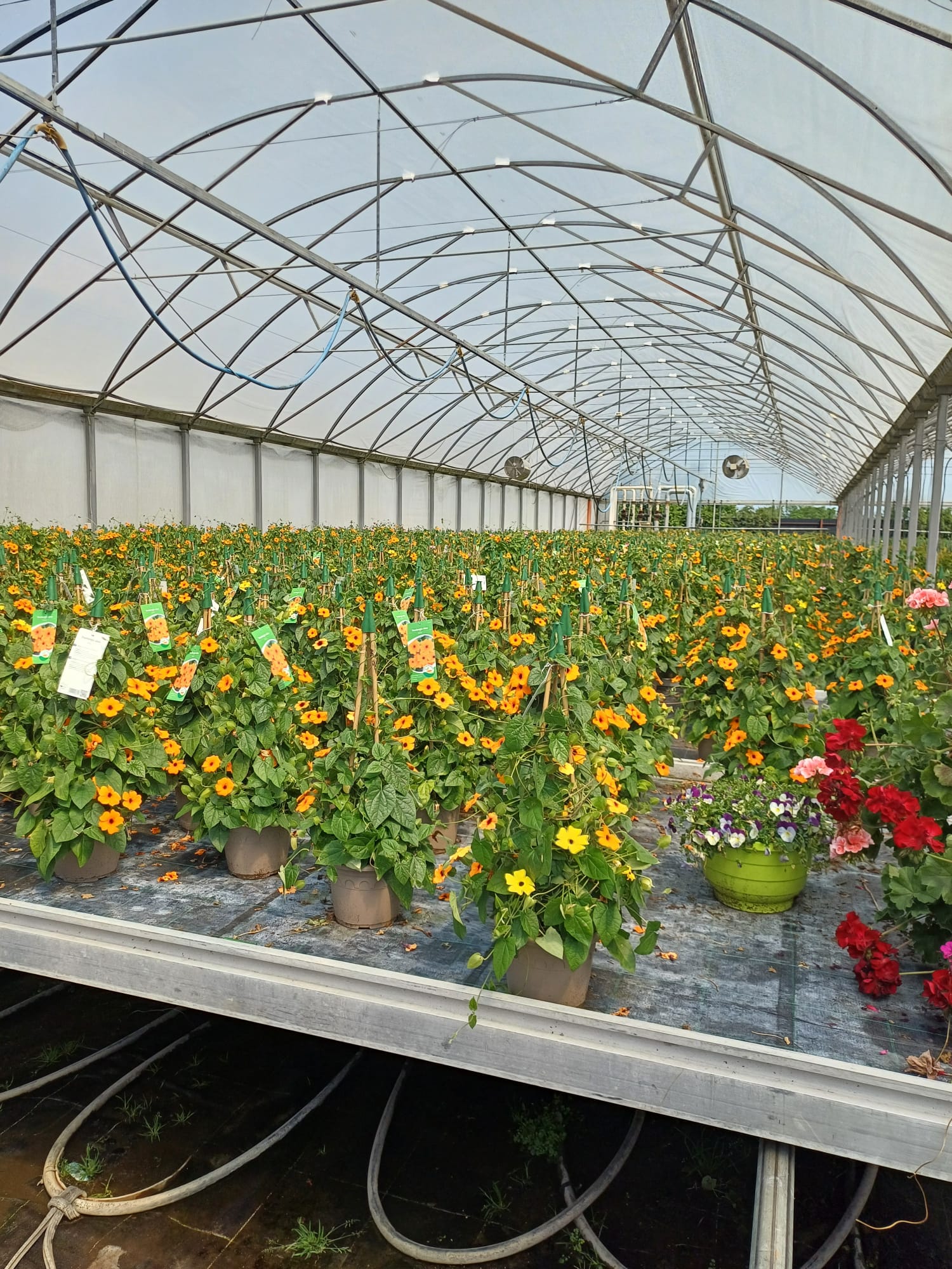 ITM Arad – Controale la angajatorii care desfasoara activitati de cultivare si comercializare al florilor si plantelor precum si activitati de pompe funebre
